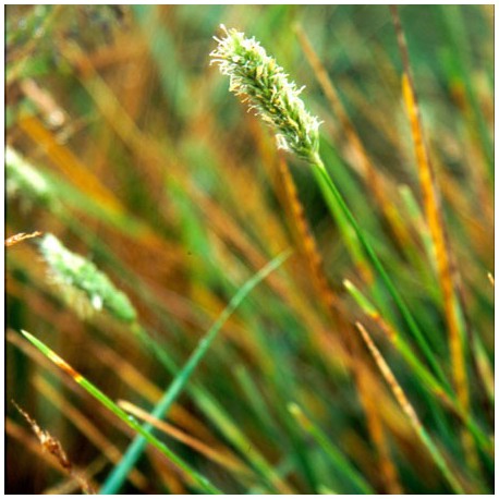 Sesleria nitida