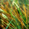 Sesleria nitida