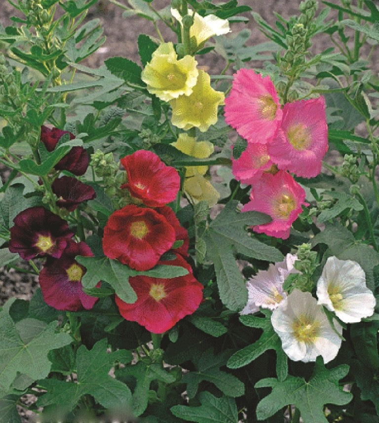 Alcea Ficifolia Las Vegas Rose Trémière Vivace Terrain Sec Soleil