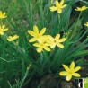 sisyrinchium californicum