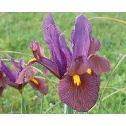 Iris Hollandica 'Oeil du Tigre'