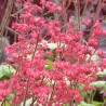 Heuchera 'Hercules'