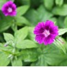 Geranium nodosum 'Tony's talisman'