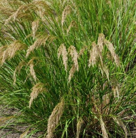 Stipa calamagrostis deals