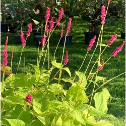 Persicaria amplexicaulis 'Golden Arrow'