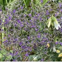Limonium latifolium 'Violetta'