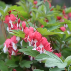 Lamprocapnos spectabilis 'Valentine'