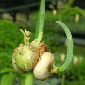 Tout sur les oignons (Allium cepa), origines, propriétés et