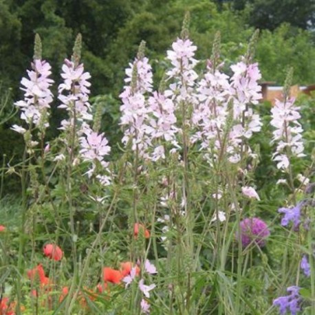 Sidalcea 'Elsie Heugh'