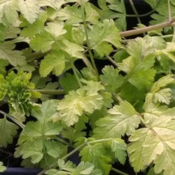 Anthriscus sylvestris 'Golden Fleece'