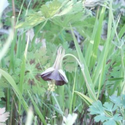 Aquilegia viridiflora