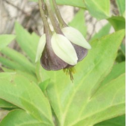 Aquilegia viridiflora