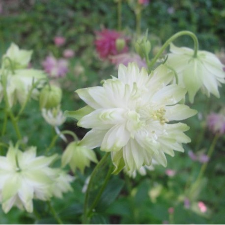 Aquilegia vulgaris 'Green Apples'