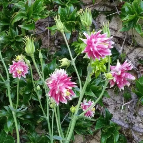 Aquilegia vulgaris var. stellata 'Nora Barlow'