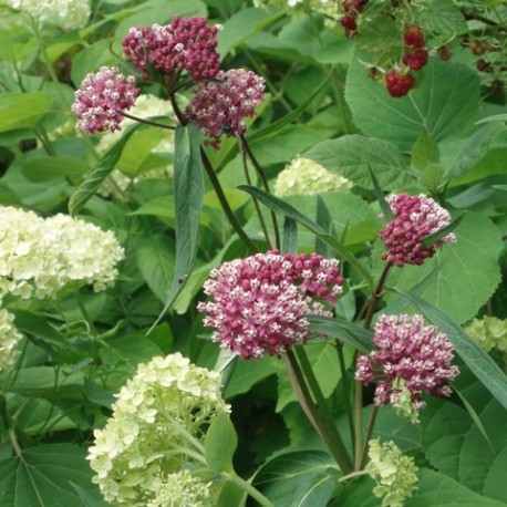 Asclepias incarnata