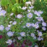 Aster 'Butterfly Blue'