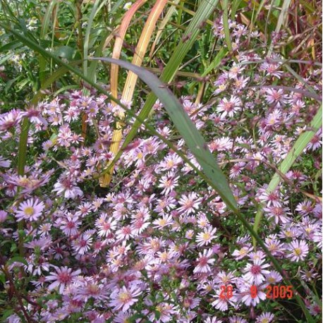 Aster 'Coombe Fishacre'