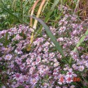 Aster 'Coombe Fishacre'