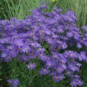 Aster amellus 'Sonora'