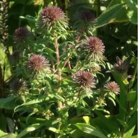 Aster 'Ann Leys'