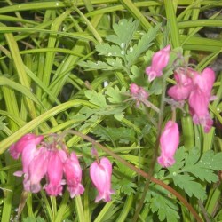 Dicentra formosa 'Luxuriant'