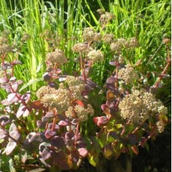 Sedum telephium ssp ruprechtii