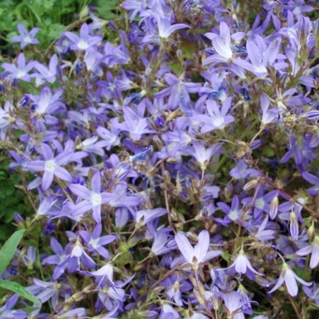 Campanula portenschlagiana