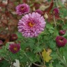 Chrysanthemum 'Mei Kyo'