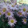 Chrysanthemum 'Sheffield'