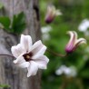 Clematis texensis 'Princess Kate'