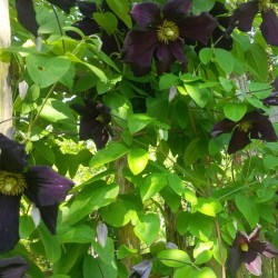 Clematis viticella 'Black Prince'