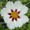 Coreopsis 'Star Cluster'