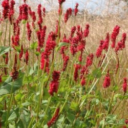 Persicaria amplexicaulis 'Dikke Floskes'