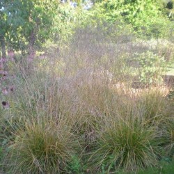 Deschampsia cespitosa 'Goldschleier'