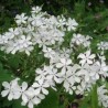 Phlox divaricata 'May Breeze'