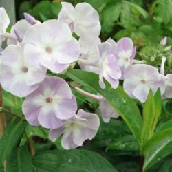 Phlox paniculata 'Prospero'