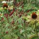 Echinacea purpurea 'Green Twister'