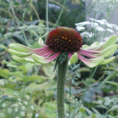 Echinacea purpurea 'Green Twister'