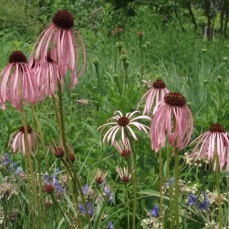 Echinacea pallida