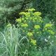 Euphorbia cornigera 'Goldener turm'