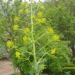 Ferula communis