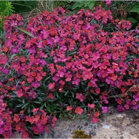 Erysimum 'Constant Cheer'