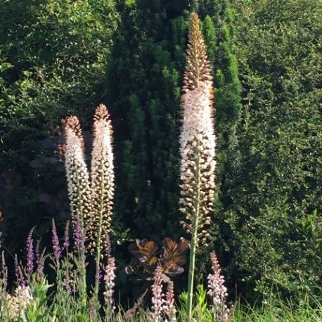 Eremurus robustus