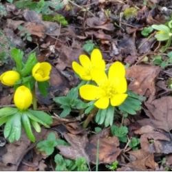 Eranthis hyemalis