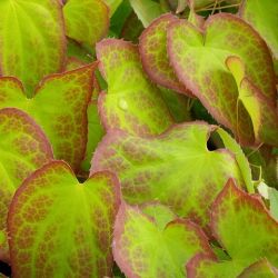 Epimedium x rubrum 'Galadriel'