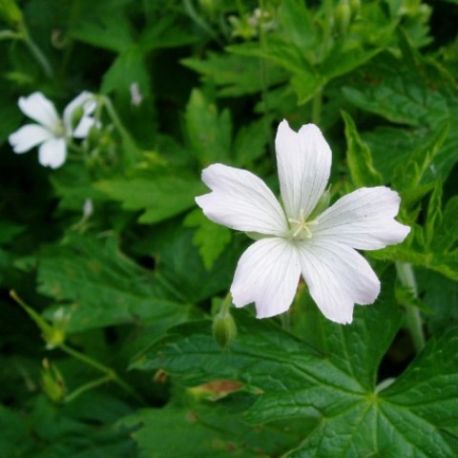 Geranium x.oxonianum  'Trevor's white'