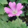 Geranium x oxonianum 'Summer Surprise'