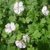 Geranium x cantabrigiense 'St Ola'