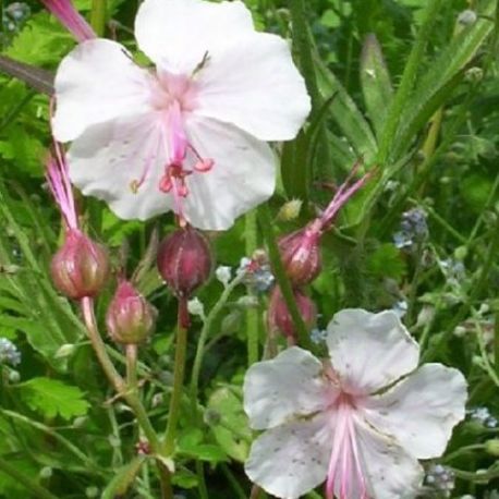 Geranium x cantabrigiense 'Lohfelden'