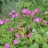 Geranium x cantabrigiense 'Karmina'